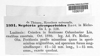 Septoria pleosporioides image